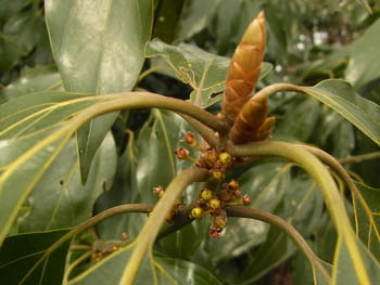 09_0310_sirodamo.jpg