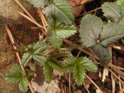 09_0311_m_tutiguri.jpg