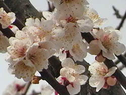 09_0315_bungoume3.jpg