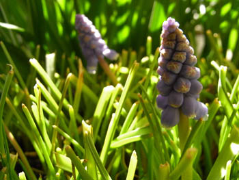 09_0316_muscari.jpg