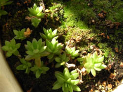 09_0316_sedum2.jpg