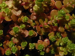 09_0316_sedum3.jpg