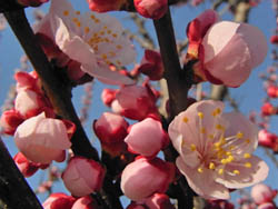 09_0317_anzu2.jpg