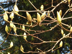 09_0317_hakumokuren1.jpg