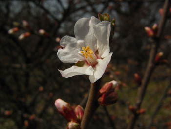 09_0320_yusuraume.jpg