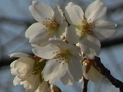 09_0321_sakura_a3.jpg
