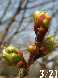 09_0321_someiyosino1.jpg