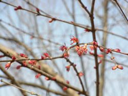 09_0322_katura3.jpg