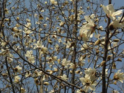 09_0323_kobusi1.jpg