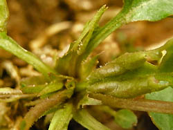 09_0325_kosumire4.jpg
