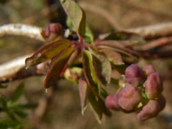 09_0328_akebi2.jpg