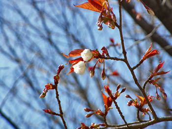 09_0328_yamazakura.jpg