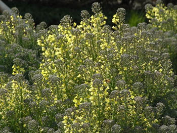 09_0331_broccoli1.jpg