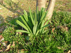 09_0401_natuzuisen.jpg