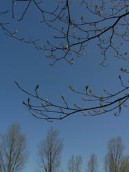 09_0403_mizuki1.jpg