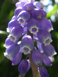 09_0404_muscari1.jpg