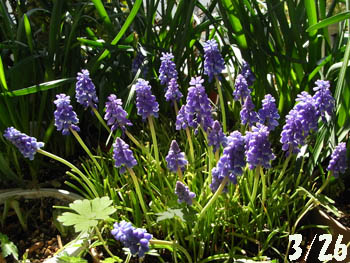 09_0404_muscari2.jpg