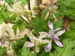 09_0406_seribahien.jpg