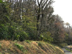 09_0407_zokibayasi.jpg