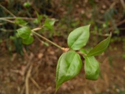 09_0408_turibana.jpg