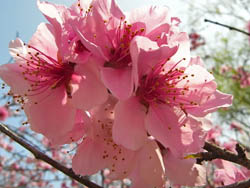 09_0409_momo2.jpg