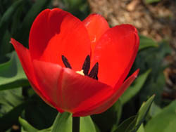09_0410_tulip2.jpg