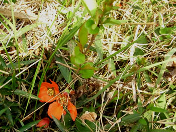 09_0411_kusaboke2.jpg
