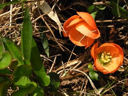09_0411_kusaboke5.jpg