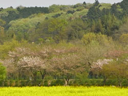 09_0413_nanohana1.jpg