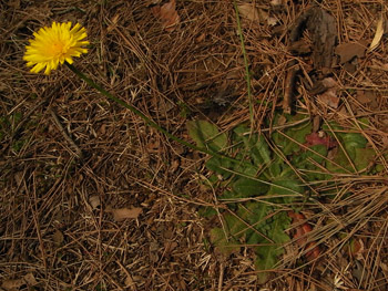 09_0415_butana3.jpg