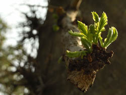 09_0417_saikati6.jpg