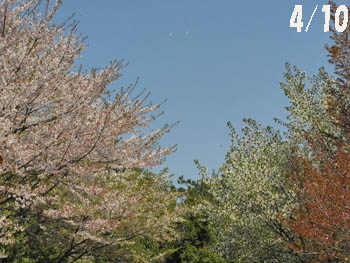 09_0422_sakura2.jpg