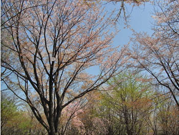 09_0422_sakura3.jpg