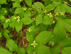 09_0430_komayumi.jpg