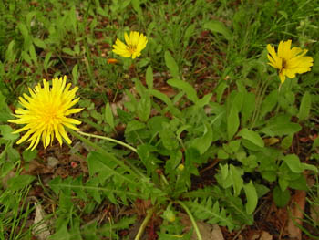 09_0503_o_jisibari.jpg