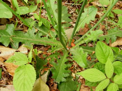 09_0504_butana1.jpg
