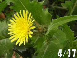 09_0504_nogesi.jpg