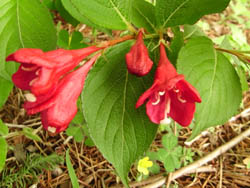 09_0506_b_hakoneutugi.jpg