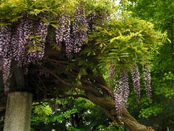 09_0506_fujidana.jpg