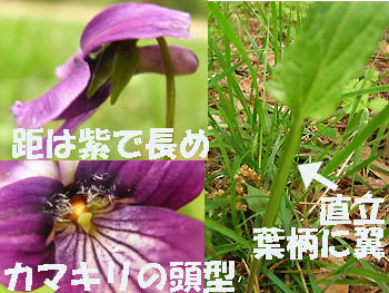09_0506_sumire2.jpg