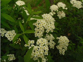 09_0508_kodemari2.jpg