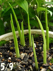 09_0510_calla.jpg