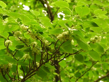 09_0515_aohada2.jpg