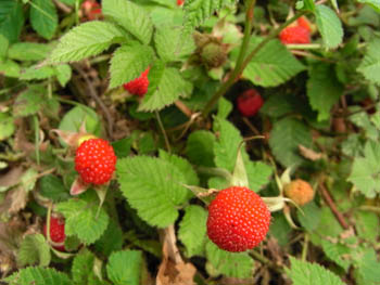 09_0515_kusaitigo.jpg