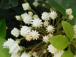 09_0518_kalmia1.jpg