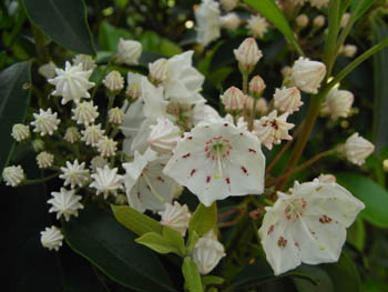 09_0518_kalmia2.jpg