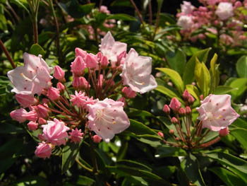 09_0518_kalmia3.jpg
