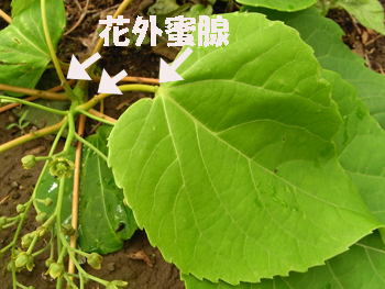 09_0522_iigiri5.jpg