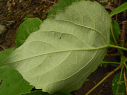 09_0522_iigiri6.jpg