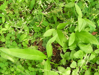 09_0524_karasubishaku3.jpg